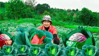Harvesting Cabbage and Atiso to the Market to Sell! Lucia's daily life