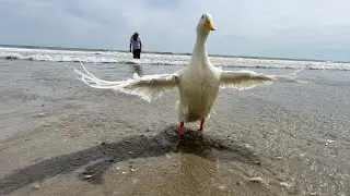 Wrinkle&rsquo;s first time swimming in the Ocean