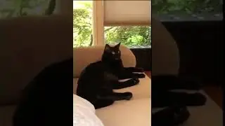 Glitching cat(MEME)