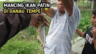 Mancing Ikan Patin Di Danau Tempe, Hasilnya Jos...