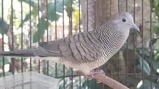 SUARA PANGGILAN PERKUTUT LOKAL AMPUH BUAT PANCINGAN BUNYI