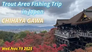 CHIHAYA GAWA Nov.19 2025 / Trout Area Fishing Trip in Japan