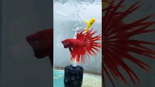 Variety Betta stocks Available😎at Madurai / Thangam Aquarium🐬/ All types of Fish Available here 🤩