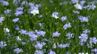 Lilac White Flowers Swaying in the Wind &bull; Beautiful Flax Field in Bloom &bull; Moving Flower Field Video