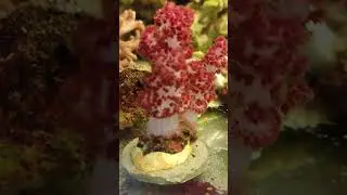 Why should you love non photosynthetic corals❓ #coralcabin #coral