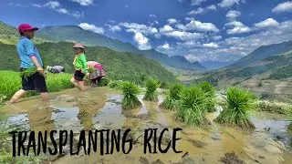 Transplanting rice in Sapa, Vietnam (4K)