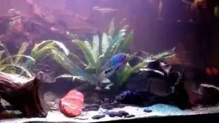 New 225 gallon fish tank