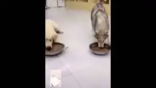 The predatory marrige between the king and the paladin.