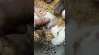 Hamster for sale in delhi very low price
