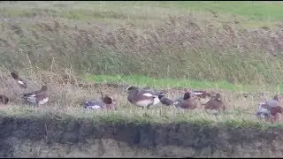 American wigeon - Amerikaanse Smient