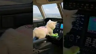 Cat cute pilot🐈🐱#music #cat #catlovers #catmemes #catreels #catshorts #cats #catvideos #animation