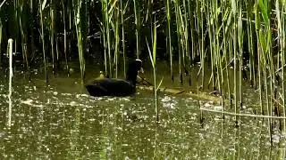 Little Grebe Chicks fight Coot