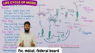 life cycle of moss class 11