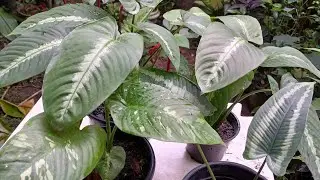 Conheça uma PLANTA Diferente e Rara. SCHISMATOGLOTTIS