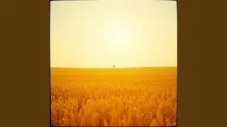Fields of Gold and Sunshine