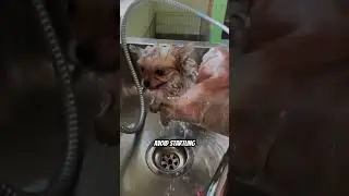 GUNIEA PIG BATHE GUIDE #GuineaPigBath #GuineaPigCare #SmallPetCare #PetHygieneTips #HealthyGuineaPig
