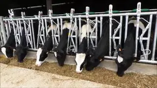 Teemore Engineering - Heifer Headlock