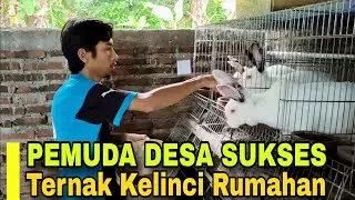 JUAL 1 TON KELINCI PERBULAN || PEMUDA DESA SUKSES TERNAK KELINCI 