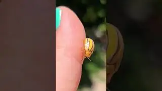 Closeup of beautiful yellow striped tortoise beetle Playa del Carmen Mexico bug life #insect #nature