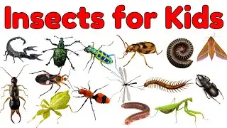 Bugs and Insects Vocabulary for Kids |  Learn Bug And Insects Names in English #insects #bugs #kids