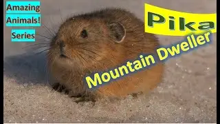 Pika facts 🐀 mountain-dwelling mammal found in Asia and North America