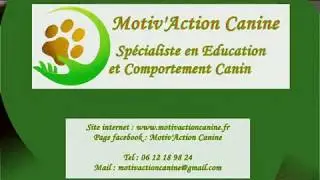 Nosework chez Motiv'action Canine