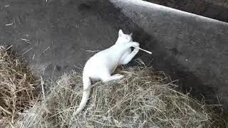 stalkat