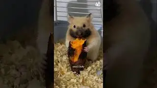 Tiny Hamster, BIG Surprises! 🐹💥 Cute Facts You Won&rsquo;t Believe