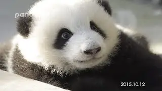 Panda baby turns one year old.