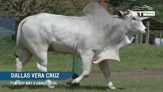 Dallas Vera Cruz - Nelore