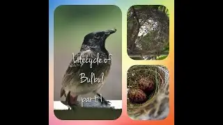Red vented Bulbul | Building nest in balcony.