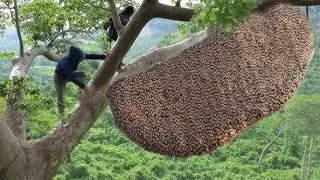 Mastering Tree Climbing: Harvesting Honey Without Fear!