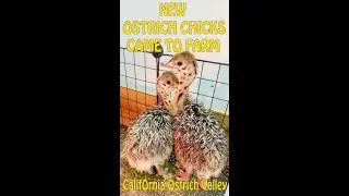 Ostriches. New Chicks Came to Farm.