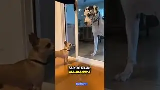 lain kali di pikir pikir jingg 😭🤣#shorts #trending #faktaunik #anjing