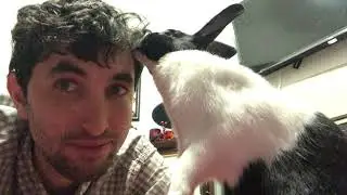 Pepper the Bunny Rabbit Won't Stop Licking Me!
