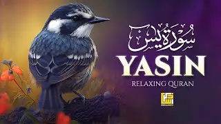 Surah Yaseen (Yasin) سورة يس | Relaxing And Heart Melting Quran For Sleep |  Zikrullah Tube