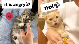 Mean Cats🤣Angry Cats Reaction - 🤓Super Cat Reaction  - Funny Pet Videos