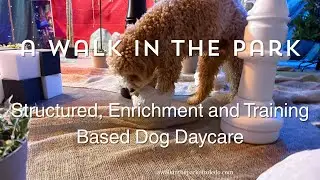 The Dog Daycare Revolution: Why Enrichment Beats All-Day Play by A Walk in the Park&trade;