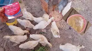 #كل الخير ف الخلطه دى 🦆🐔 الايد الشقيانه كسبانه 🦆🐓