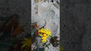 Pretty Flowers
