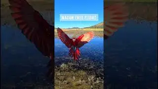 macaw free flight || bird free flight || free flight #macaw #free flight #bird #shorts