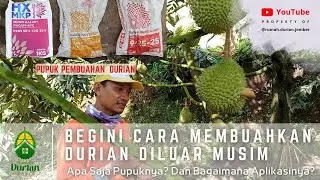 BEGINI CARA MEMBUAHKAN DURIAN DILUAR MUSIM | Apa saja Pupuknya? Dan Bagaimana Aplikasinya?