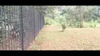 'Piggy-Back' Security Electric Fences