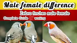 Zebra Finches Male Female Difference |Zebra Finches Gender Identify |Finch men Nar Madah ka Pahchan 