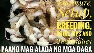 How To Breed | Mice & Rat Breeding Project (Tagalog)