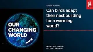 Can birds adapt their nest building for a warming world? | Our Changing World