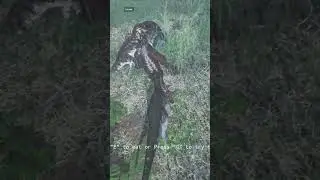 Прайм Ютараптор Остров Эврима #theisle #theisleevrima #utahraptor #tyrannosaurus