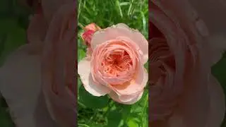 Juliet Rose #gardenflowers #garden #gardenroses #flowers #outdoorplants #roses #nature #gardenrose