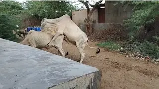 Bull climb on cow #sosexxy #thari #viralvideo #viral #thardesert #animals #animaljoy #funny 