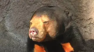 【天王寺動物園】マレーグマ、眠気とのたたかい　[Tennoji Zoo] Sun Bear, the fight against sleepiness